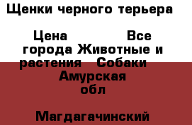 Щенки черного терьера › Цена ­ 35 000 - Все города Животные и растения » Собаки   . Амурская обл.,Магдагачинский р-н